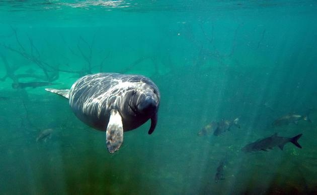 佛罗里达州近乎灾难性的污水泄露或可危害海洋生物